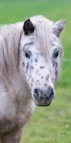Te koop shetlanders en appaloosa dekhengst, Dieren en Toebehoren, Merrie