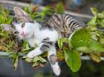 3 lieve mooie kittens zoeken een baasje!, Meerdere dieren
