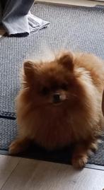pomeriaan, Dieren en Toebehoren, Honden | Chihuahua's en Gezelschapshonden, Particulier, Rabiës (hondsdolheid), Overige rassen