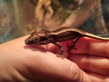 0.0.2 gargoyle gekko beschikbaar voor biedingen