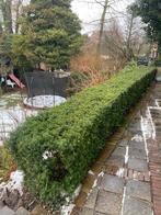 Taxus mooie volwassen struik 15 meter, Tuin en Terras, Ophalen, Taxus, Haag, Minder dan 100 cm