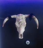 Echte Buffel schedel
