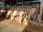 4 blonde vaarzen 2,5 jaar oud + 4 blauwe pinken 8 maanden, Dieren en Toebehoren, Vrouwelijk, 0 tot 2 jaar