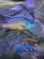 Malawi Protomelas taeniolatus red empress, Vis