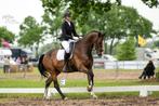 Recreatie paard te koop, Dieren en Toebehoren, Gechipt, Ruin, 170 tot 175 cm, L