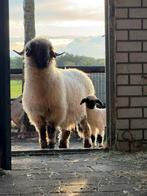 Walliser Schwartznase ooi lam, Dieren en Toebehoren, Schapen, Geiten en Varkens, Meerdere dieren, Schaap