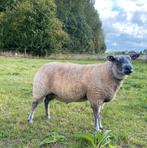 Bleu du maine x Engelse Texelaar dekram, Dieren en Toebehoren, Schapen, Geiten en Varkens, Mannelijk, Schaap