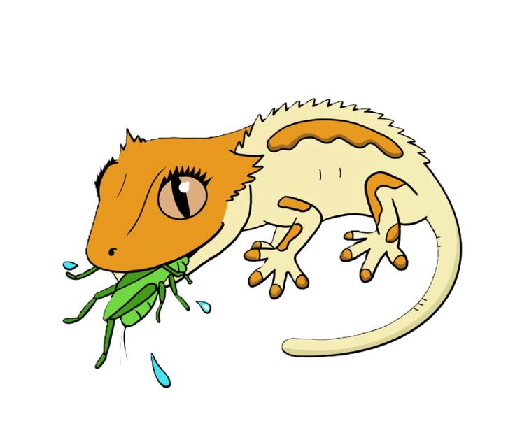 Voedseldieren!, Dieren en Toebehoren, Reptielen en Amfibieën