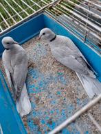 Lachduiven, Meerdere dieren