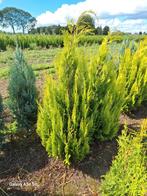 Chamaecyparis Lawsoniana Yvonne, conifeer tot 150 cm, Ophalen of Verzenden, Conifeer, 100 tot 250 cm