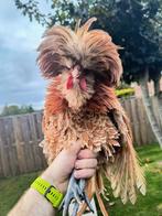 2 Hanen, Mannelijk, Kip