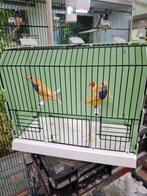 Gouldamadines geel, Meerdere dieren