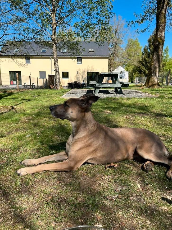 Mechelse Herder kruising, Dieren en Toebehoren, Honden | Herdershonden en Veedrijvers, Reu, Herder, Particulier, Eén hond, Nederland
