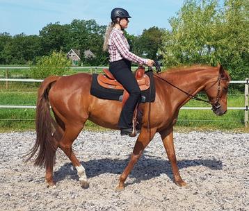 Mensgerichte Paint Horse Merrie beschikbaar voor biedingen