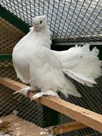 Indiase pauwstaart duivin, Vrouwelijk, Postduif