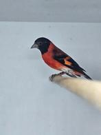 Kapoetsensijs mannen, Dieren en Toebehoren, Mannelijk, Geringd