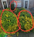 Gratis planten, Ophalen, Volle zon, Overige soorten