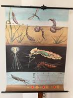 Schoolplaat Muggenlarve, Antiek en Kunst, Antiek | Schoolplaten, Ophalen of Verzenden, Natuur en Biologie
