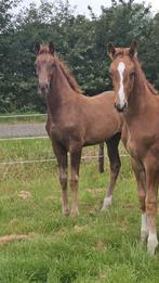 Dressuur Hengstveulen + Merrieveulen, Dieren en Toebehoren, Merrie, Minder dan 160 cm, Niet van toepassing, Dressuurpaard