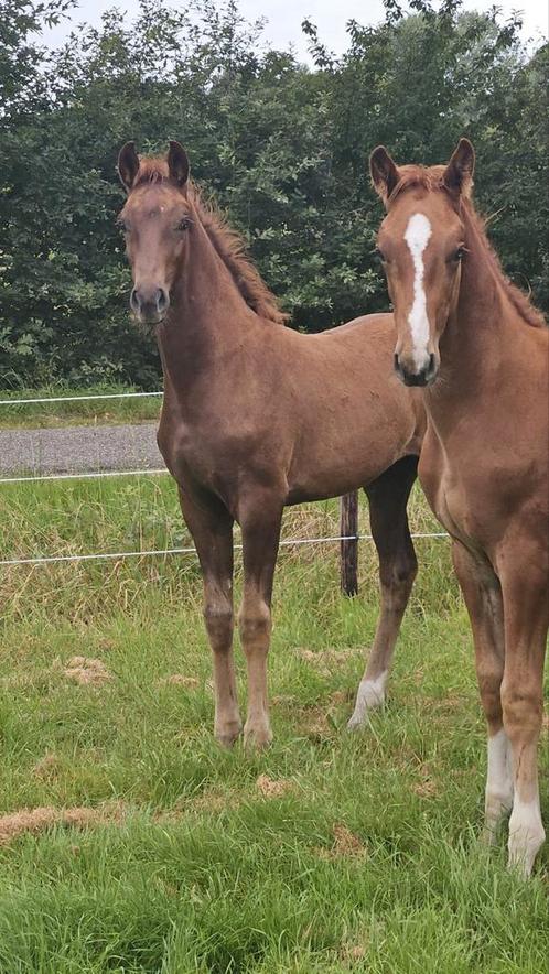 Dressuur Hengstveulen + Merrieveulen, Dieren en Toebehoren, Paarden, Merrie, Niet van toepassing, Minder dan 160 cm, 0 tot 2 jaar
