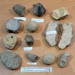 12 fossielen van Koraal Devoon Eifel verzameling, Verzamelen, Mineralen en Fossielen, Ophalen of Verzenden, Fossiel