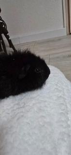 Gratis cavia, Cavia, Vrouwelijk, Tam, Oktober