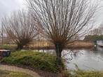 Wilgen takken, Tuin en Terras, Planten | Bomen, Ophalen, Bloeit niet, Volle zon, Overige soorten