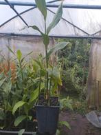 Zingiber mioga, japanse gember,  eetbare bloemen, Tuin en Terras, Planten | Tuinplanten, Overige soorten, Vaste plant, Ophalen of Verzenden