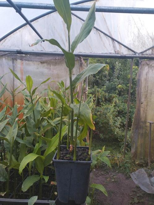 Zingiber mioga, japanse gember,  eetbare bloemen, Tuin en Terras, Planten | Tuinplanten, Vaste plant, Overige soorten, Halfschaduw