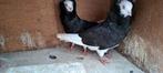 Te koop sierduiven Oudhollands kapucijnen duiven, Dieren en Toebehoren, Vogels | Duiven, Meerdere dieren, Overige soorten