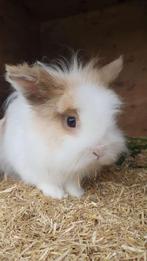 Teddy dwerg ram, Dieren en Toebehoren, Konijnen, Mannelijk, Dwerg