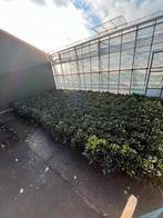 Super boeren hortensia’s, Ophalen, Overige soorten, Halfschaduw