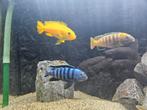 Malawi vissen, Dieren en Toebehoren, Vissen | Aquariumvissen, Vis