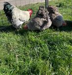 Mooie Orpington zilverpatrijs, groot ras, broedeieren!, Dieren en Toebehoren, Pluimvee, Geslacht onbekend, Kip
