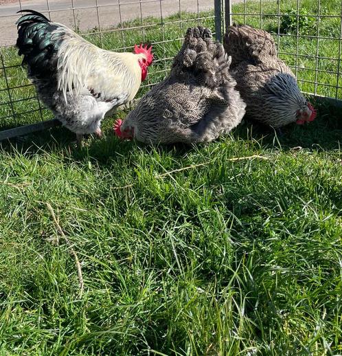 Mooie Orpington zilverpatrijs, groot ras, broedeieren!, Dieren en Toebehoren, Pluimvee, Kip, Geslacht onbekend