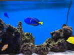 Paletdoktervis (Paracanthurus hepatus), ofwel Picassovis, Vis, Zoutwatervis