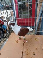 Man duif, Dieren en Toebehoren, Mannelijk, Overige soorten