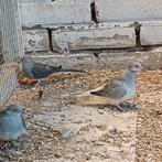 Mooie koppels diamantduiven, Dieren en Toebehoren, Vogels | Overige Vogels, Meerdere dieren