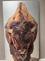 Bizon schilderij op geborsteld aluminium - 143x75cm, Ophalen, Zo goed als nieuw