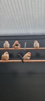 Zebravinken, Meerdere dieren