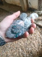 Baby dwergpapagaaien voor handtam, Dieren en Toebehoren, Geslacht onbekend, Dwergpapegaai of Agapornis