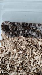 Grijze rattenslang 2024, Dieren en Toebehoren, Reptielen en Amfibieën, Slang, 0 tot 2 jaar