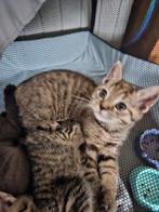 Kittens te koop Papa 75% ragdol 25% pers, mama europesekort., Meerdere dieren