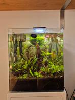 Dennerle Cube 60 | 2KG Co2 Fles | Magneetventiel | Garnalen, Ophalen, Zo goed als nieuw, Gevuld zoetwateraquarium