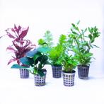 Mooie aquariumplanten set van 5 - 001 - Verzendbaar, Dieren en Toebehoren, Vissen | Aquaria en Toebehoren, Ophalen, Plant(en), Steen of Hout
