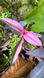 Tradescantia pink stripe, Huis en Inrichting, Ophalen of Verzenden, Overige soorten, Minder dan 100 cm