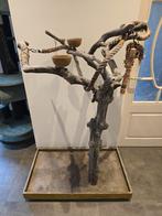 Javaboom, Dieren en Toebehoren, Vogels | Parkieten en Papegaaien