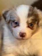 Australian Shepherd pups met stamboom, Dieren en Toebehoren, Honden | Chihuahua's en Gezelschapshonden, Overige rassen, 8 tot 15 weken