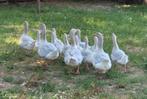 TE KOOP, FRANKISCHE GANZEN, GANS, FRANKISCHE GANZEN KUIKENS, Meerdere dieren, Gans of Zwaan