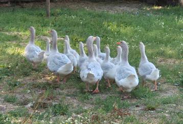 TE KOOP, FRANKISCHE GANZEN, GANS, FRANKISCHE GANZEN KUIKENS beschikbaar voor biedingen
